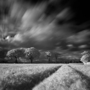 A Stroll down the Lane