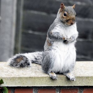 squirrel on wall.jpg