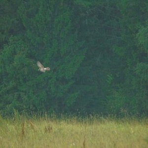 Hen harrier displaying for me