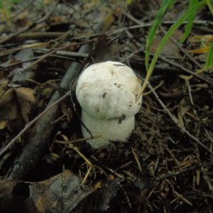 Leccinum percandidum