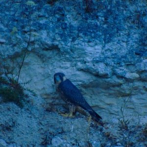 Peregrine falcon and moon carrot