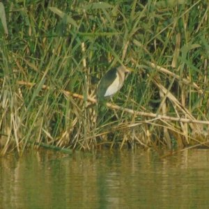 Little bittern