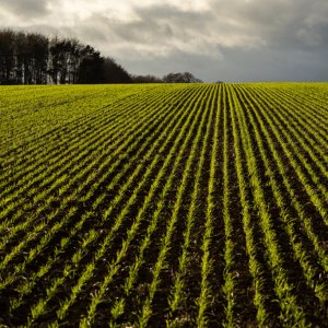 Landscapes Wroxton-04218.jpg