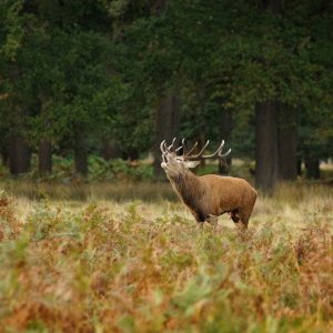 Richmond_park_stag_powell-ful_photography.6.jpg