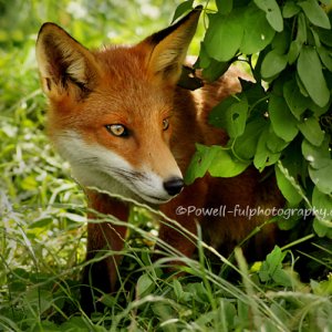 029powell-ful_photography