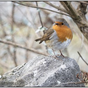 Robin on stone.jpg