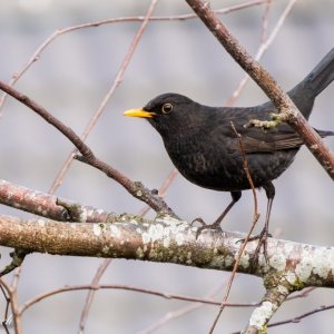 Birds 18th March 2021.JPG