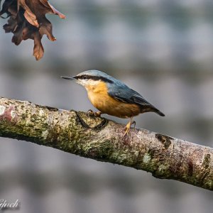 Nuthatch