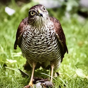 Sparrow Hawk