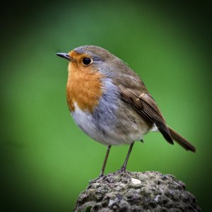 Robin