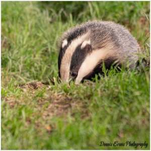 Badger Cub