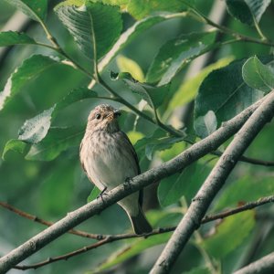 flycatcher