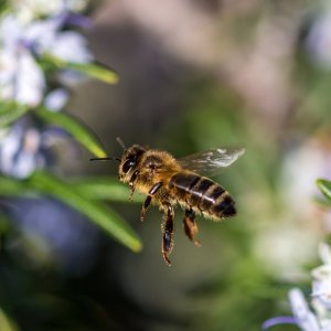 Honey Bee in flight