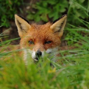 Lurking fox