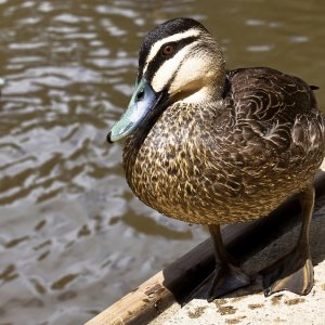 Pacific black duck