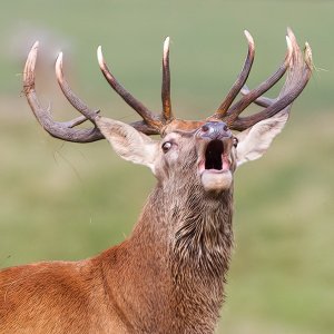Red Stag