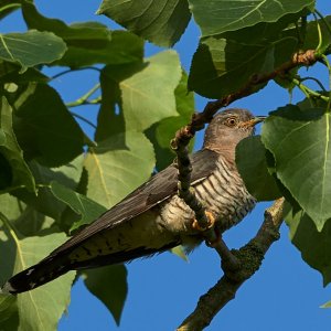 RSPB Lakenheath 23 June 2100214.jpg