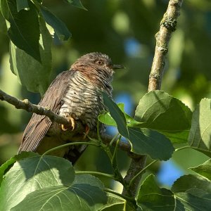 RSPB Lakenheath 23 June 2100233.jpg