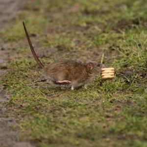 This takes the biscuit