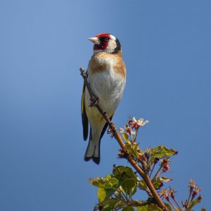 Goldfinch in the garden