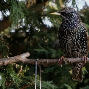Starling