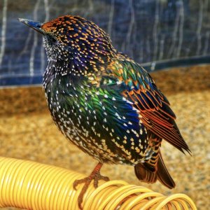 Starling