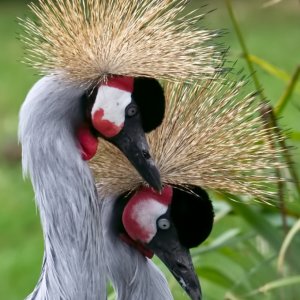 Crowned Cranes 02.jpg