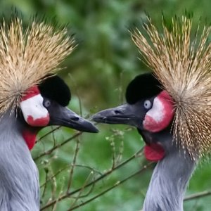Crowned Cranes 01.jpg