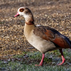 Egyptian Goose.jpg