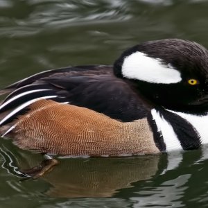 Hooded Marganser.jpg