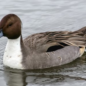 Northern Pintail.jpg