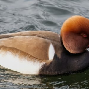 Red-crested Pochard.jpg