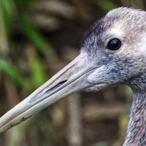 Red-crowned Crane (Juvenile).jpg