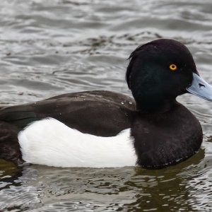 Tufted Duck.jpg