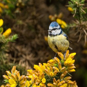 bluetit_on_gorse.jpg
