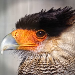 Crested Caracara.jpg