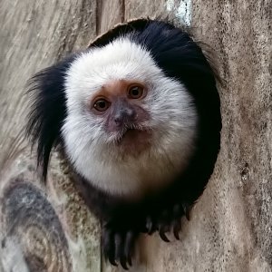 Geoffroys Marmoset.jpg