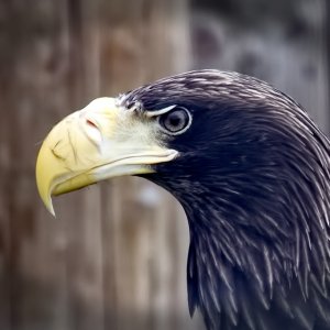 Stellar's Sea Eagle.jpg