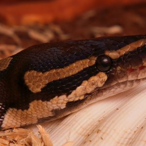 Lara Royal Python.jpeg