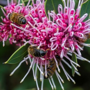 Hakea 'Burrandong Beauty'.