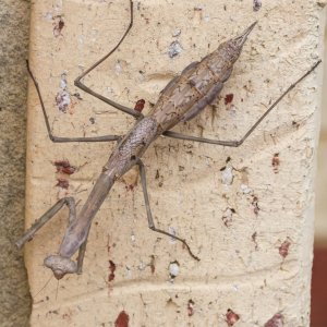 Mantid. Archimantis monstrosa.