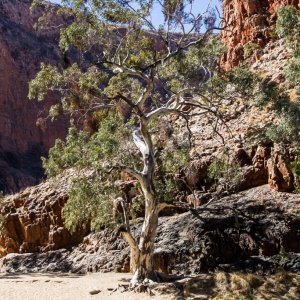 Ormiston Gorge.