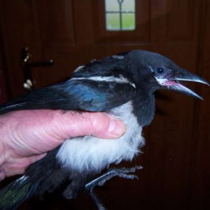 Who fell down the chimney