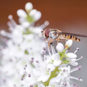 Hoverflies