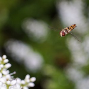 Hoverflies 3