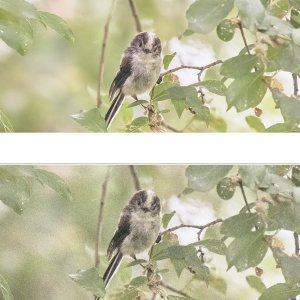 20,000 ISO with Capture One default denoising and ON1 NoNOise