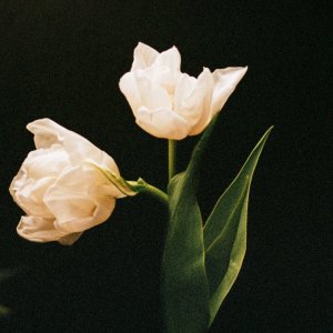 Wards Farm Devon White Tulips