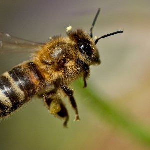 bee in flight