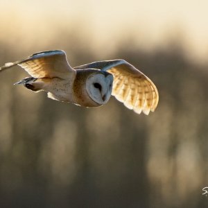 Barn Owl - 07 03 23.jpg