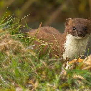 Stoat - 23 03 23.jpg